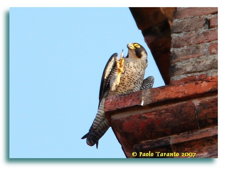 Avifauna humor